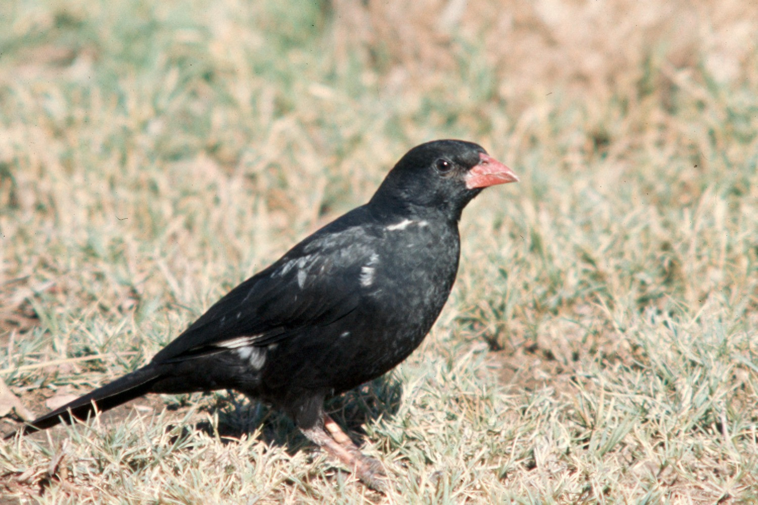 image Red-billed Buffalo-Weaver